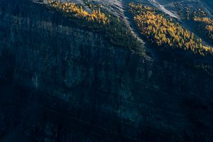 Orange larch trees amongst evergreen trees on a cliff face above Lake Louise, Banff National Park.