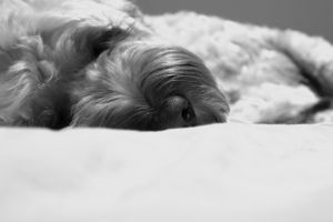 A black and white zoomed in crop of Lottie sleeping on the bed.