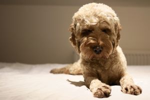 A full body shot of Lottie — our 3 year old cockapoo — waking up from a sleep on the bed.