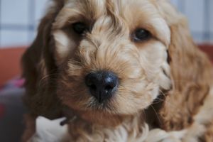 Lottie the Cockapoo
